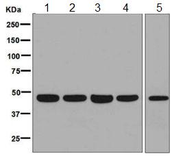 All lanes : Anti-MC5 Receptor antibody [EPR8386] (ab133656) at 1/1000 dilutionLane 1 : HeLa cell lysateLane 2 : K562 cell lysateLane 3 : U-87 MG cell lysateLane 4 : HepG2 cell lysateLane 5 : Human fetal brain lysateLysates/proteins at 10 µg per lane.SecondaryHRP labelled goat anti-rabbit at 1/2000 dilution