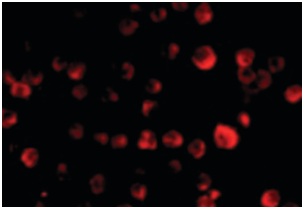 Immunofluorescent analysis of HeLa cells labeling MCG10 using ab190211 at 20 µg/ml.