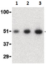 Lane 1 : Anti-MCG10 antibody - C-terminal (ab190211) at 0.5 µg/mlLane 2 : Anti-MCG10 antibody - C-terminal (ab190211) at 1 µg/mlLane 3 : Anti-MCG10 antibody - C-terminal (ab190211) at 2 µg/mlLane 1 : HeLa cell lysateLane 2 : HeLa cell lysateLane 3 : HeLa cell lysate