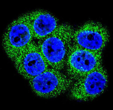 Immunofluorescent analysis of 293 cells labelling MCK10 with ab135643 at 1/10 dilution followed by Alexa Fluor 488-conjugated goat anti-rabbit lgG (green). DAPI was used to stain the cell nuclear (blue).