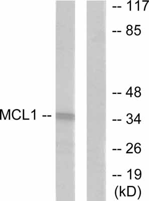 All lanes : Anti-MCL1 antibody (ab53709) at 1/500 dilutionLane 1 : Extracts from HuvEc cells minus the immunising peptideLane 2 : Extracts from HuvEc cells plus the immunising peptide