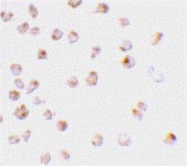 ab25955 at 2µg/ml staining MCL1 in Raji cells by ICC/IF