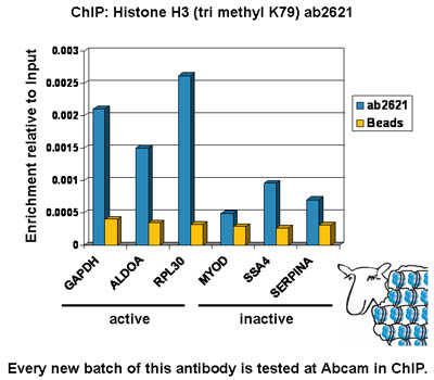 Chromatin was prepared from U2OS cells according to the Abcam X-ChIP protocol. Cells were fixed with formaldehyde for 10 min. The  ChIP was performed with 25 µg of chromatin, 2 µg of  ab2621 (blue), and 20 µl of protein A/G sepharose beads. No antibody was added to the beads control (yellow). The immunoprecipitated DNA was quantified by real time PCR. Primers and probes are located in the first kb of the transcribed region.