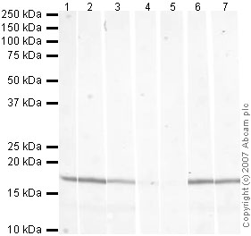 All lanes : Anti-Histone H3 (tri methyl K79) antibody - ChIP Grade (ab2621) at 1 µg/mlLane 1 : Calf Thymus Histone Preparation Nuclear LysateLane 2 : Calf Thymus Histone Preparation Nuclear Lysate with Human Histone H3 (unmodified ) peptide (ab4558) at 0.5 µg/mlLane 3 : Calf Thymus Histone Preparation Nuclear Lysate with Human Histone H3 (mono methyl K79) peptide (ab4555) at 0.5 µg/mlLane 4 : Calf Thymus Histone Preparation Nuclear Lysate with Human Histone H3 (di methyl K79) peptide (ab4556) at 0.5 µg/mlLane 5 : Calf Thymus Histone Preparation Nuclear Lysate with Human Histone H3 (tri methyl K79) peptide (ab4557) at 0.5 µg/mlLane 6 : Calf Thymus Histone Preparation Nuclear Lysate with Human Histone H4 (di methyl K79) peptide (ab4560) at 0.5 µg/mlLane 7 : Calf Thymus Histone Preparation Nuclear Lysate with Human Histone H3 (di methyl K9) peptide (ab1772) at 0.5 µg/mlLysates/proteins at 0.5 µg per lane.SecondaryIRDye 680 Conjugated Goat Anti-Rabbit IgG (H+L) at 1/10000 dilutionPerformed