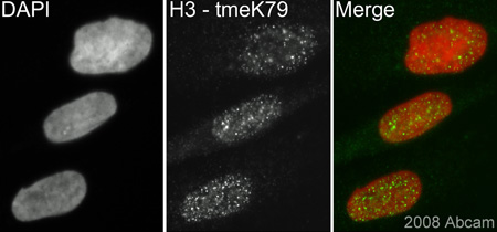 ab2621 (1/400) staining Histone H3 (tri Methyl K79) in human hTERT cells (green). Cells were fixed in methanol, permeabilised with 0.5% Triton X100/PBS and counterstained with DAPI in order to highlight the nucleus (red). For further experimental details, or to check results obtained using paraformaldehyde fixation, please refer to abreview.See Abreview