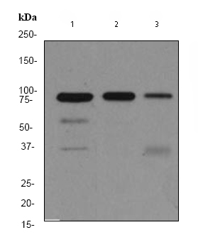 All lanes : Anti-MCM5 antibody [EP2682Y] (ab76023) at 1/2000 dilutionLane 1 : Hela cell lysateLane 2 : MCF7 cell lysateLane 3 : Human spleen lysateLysates/proteins at 10 µg per lane.SecondaryHRP labelled goat anti-rabbit at 1/2000 dilution
