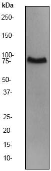 Anti-MCM7 antibody (ab51062) at 1/5000 dilution + HeLa cell lysate at 10 µgSecondaryGoat anti-Rabbit HRP labeled. at 1/2000 dilution