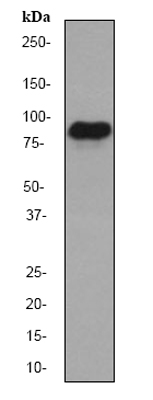 Anti-MCM7 antibody [EP1974Y] (ab52489) at 1/10000 dilution + Hela cell lysate at 10 µgSecondaryGoat anti-rabbit HRP labeled at 1/2000 dilution