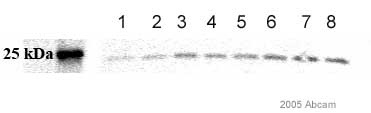 All lanes : Anti-MCP1 antibody (ab25124) at 1/1000 dilutionLane 1 : 40ug whole rat spinal cord protein lysateLane 2 : 40ug whole mouse spinal cord protein lysateLane 3 : Naive RatLane 4 : Sham 1Lane 5 : Sham 2Lane 6 : Injured 1Lane 7 : Injured 2Lane 8 : Injured 3SecondaryGoat anti-Rabbit HRPdeveloped using the ECL techniquePerformed under reducing conditions.Exposure time :  2 minutesThis image is courtesy of an Abreview by Nancy Nutile-McMenemy submitted on 7 December 2005.See Abreview