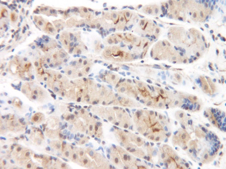 Immunohistochemical analysis of formalin-fixed, paraffin-embedded Human normal gastric mucosa, staining MCP2 with ab9671 at 0.75 µg/ml. Antigen retrieval was performed by heat mediation in a citrate buffer (pH 6). Staining was detected using DAB.