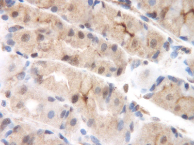 Immunohistochemical analysis of formalin-fixed, paraffin-embedded Human normal gastric mucosa, staining MCP2 with ab9671 at 0.75 µg/ml. Antigen retrieval was performed by heat mediation in a citrate buffer (pH 6). Staining was detected using DAB.