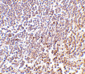 Immunohistochemistry of MD1 in paraffin embedded human spleen tissue section with ab62507 antibody at 2 µg/ml.