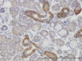 Hexokinase antibody (ab55144) used in immunohistochemistry at 3ug/ml on formalin fixed and paraffin embedded human salivary gland.