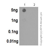Dot blot analysis of Histone H3.3 peptide (Lane 1), and Histone H3.1 peptide (Lane 2), labeled using ab176840 at 1/1000 dilution, followed by Goat Anti-Rabbit IgG, (H+L), Peroxidase conjugated secondary antibody at 1/1000 dilution.Blocking/Dilution buffer: 5% NFDM/TBST.