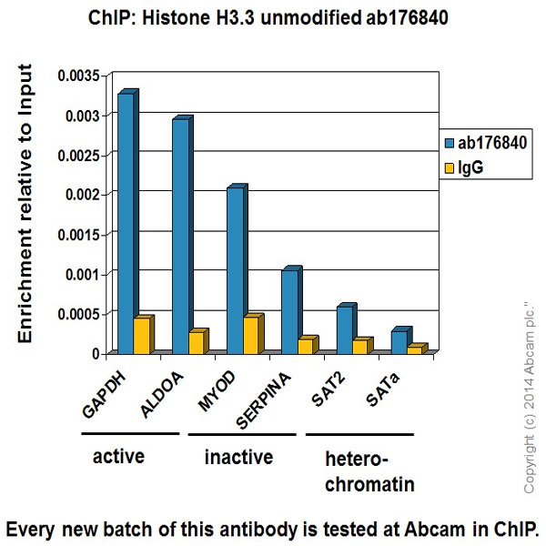 Chromatin was prepared from HeLa (Human epithelial cells from cervix adenocarcinoma) cells according to the Abcam X-ChIP protocol. Cells were fixed with formaldehyde for 10 minutes. The ChIP was performed with 25µg of chromatin, 2µg of ab176840 (blue), and 20µl of Anti rabbit IgG sepharose beads. 2μg of rabbit normal IgG was added to the beads control (yellow). The immunoprecipitated DNA was quantified by real time PCR (Sybr green approach).
