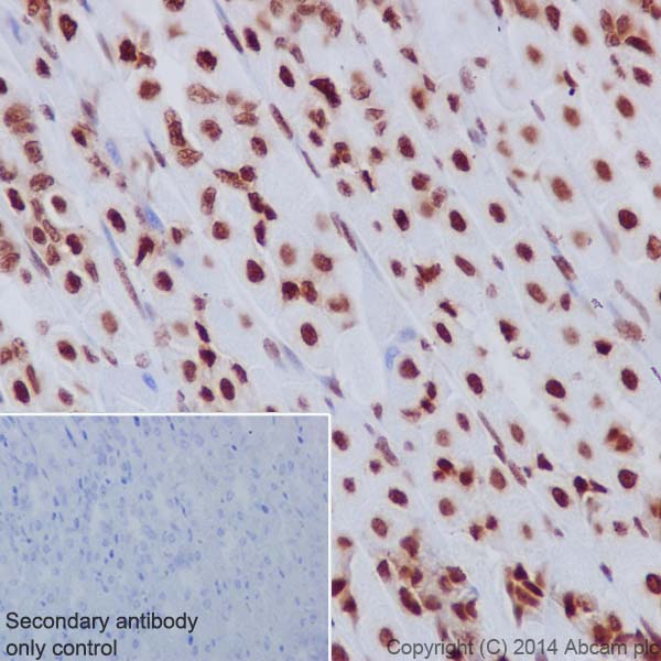 Immunohistochemical analysis of paraffin-embedded Mouse stomach tissue labeling Histone H3.3 with ab176840 at 1/1000 dilution, followed by Goat Anti-Rabbit IgG H&L (HRP) (ab97051) secondary antibody at 1/500 dilution. Nucleus staining on mouse stomach tissue is observed. Counter stained with Hematoxylin.Secondary antibody only control: Used PBS instead of primary antibody, secondary antibody is Goat Anti-Rabbit IgG H&L (HRP) (ab97051) at 1/500 dilution.