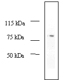 Anti-MDM2 antibody [2A10] (ab16895) at 2 µg/ml + A549 cell lysate
