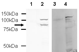 All lanes : Anti-MDMX antibody (ab16058) at 1/1000 dilutionLane 1 : 20ug calf thymus histoneLane 2 : 20ug HeLa nuclear extractLane 3 : 20ug calf thymus histone with Human MDMX peptide (ab16383) at 1 µg/mlLane 4 : 20ug HeLa nuclear extract with Human MDMX peptide (ab16383) at 1 µg/mlSecondaryAlexa Fluor Goat polyclonal to Rabbit IgG (700) at 1/5000 dilutionPerformed under reducing conditions.