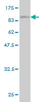 Western blot against tagged recombinant protein immunogen using ab55537 ME1 antibody at 1ug/ml.