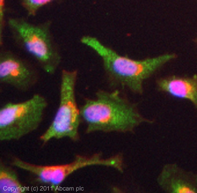 ICC/IF image of ab73294 stained HeLa cells. The cells were 4% PFA fixed (10mins) and then incubated in 1%BSA / 10% normal goat serum / 0.3M glycine in 0.1% PBS-Tween for 1h to permeabilise the cells and block non-specific protein-protein interactions. The cells were then incubated with the antibody (ab73294, 5µg/ml) overnight at +4°C. The secondary antibody (green) was ab96899 Dylight 488 goat anti-rabbit IgG (H+L) used at a 1/250 dilution for 1h. Alexa Fluor® 594 WGA was used to label plasma membranes (red) at a 1/200 dilution for 1h. DAPI was used to stain the cell nuclei (blue) at a concentration of 1.43µM.