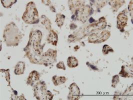 MED31 antibody (ab54761) used in immunohistochemistry at 3ug/ml on formalin fixed and paraffin embedded human placenta.