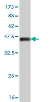 Western blot against tagged recombinant protein immunogen using ab55547 MEF2A antibody at 1ug/ml.
