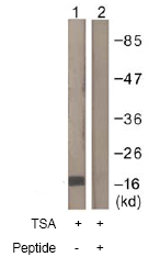 All lanes : Anti-Histone H3 antibody (ab61251) at 1/500 dilutionLane 1 : RAW264.7 cell extracts treated with TSA (400nM, hours)Lane 2 : RAW264.7 cell extracts treated with TSA (400nM, hours) with the immunising peptide