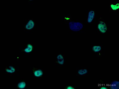 ab61251 staining Histone H3 in a human glioblastoma cell line by ICC/IF (Immunocytochemistry/immunofluorescence). Cells were fixed with paraformaldehyde, permeabilized with Triton X-100 (0.1%) in PBS and blocked with 0.5% BSA for 20 minutes at room temperature. Samples were incubated with primary antibody (1/50 in PBS + 0.5% BSA) for 16 hours at 4°C. An FITC-conjugated Goat anti-rabbit monoclonal (1/80) was used as the secondary antibody. Nuclei were counterstained with Hoechst (blue).See Abreview