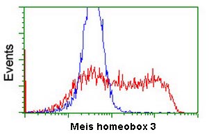 Flow cytometry analysis of HEK293T cells transfected with either a Meis homeobox 3 overexpress plasmid (red) or empty vector control plasmid (blue) labelling Meis homeobox 3 with ab131640 at 1/100 dilution.