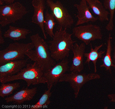 ICC/IF image of ab39655 stained HeLa cells. The cells were 100% methanol fixed (5 min) and then incubated in 1%BSA / 10% normal goat serum / 0.3M glycine in 0.1% PBS-Tween for 1h to permeabilise the cells and block non-specific protein-protein interactions. The cells were then incubated with the antibody (ab39655, 5µg/ml) overnight at +4°C. The secondary antibody (green) was ab96899, DyLight® 488 goat anti-rabbit IgG (H+L) used at a 1/250 dilution for 1h. Alexa Fluor® 594 WGA was used to label plasma membranes (red) at a 1/200 dilution for 1h. DAPI was used to stain the cell nuclei (blue) at a concentration of 1.43µM.
