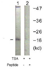 All lanes : Anti-Histone H3 antibody (ab61252) at 1/500 dilutionLane 1 : Jurkat cell extracts treated with TSA (400nM, 24hours)Lane 2 : Jurkat cell extracts treated with TSA (400nM, 24hours) with the immunising peptide