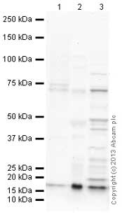 All lanes : Anti-Histone H3 antibody (ab134198) at 1 µg/mlLane 1 : Drosophila embryo nuclear extract (from melanogaster embryos 0-12Hr) at 20 µgLane 2 : S.cerevisiae (Y190) Whole Cell Lysate at 10 µgLane 3 : S.pombe Whole Cell Lysate at 20 µgSecondaryGoat Anti-Chicken IgY H&L (HRP) (ab6877) at 1/3000 dilutionPerformed under reducing conditions.