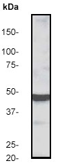 Anti-MEK2 antibody [Y78] (ab32517) at 1/10000 dilution + Jurkat cell lysate