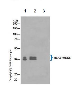 MEK3 + MEK6 was immunoprecipitated from 1mg of HeLa (Human epithelial cells from cervix adenocarcinoma) whole cell lysate with ab200831 at 1/100 dilution. Western blot was performed from the immunoprecipitate using ab200831 at 1/1000 dilution. Anti-Rabbit IgG (HRP), specific to the non-reduced form of IgG, was used as secondary antibody at 1/1500 dilution.Lane 1: HeLa whole cell lysate 10ug (Input). Lane 2: ab200831 IP in HeLa whole cell lysate. Lane 3: Rabbit monoclonal IgG (ab172730) instead of ab200831 in Jurkat whole cell lysate.Blocking and dilution buffer and concentration: 5% NFDM/TBST.Exposure time: 30 seconds.