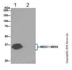 MEK3 + MEK6 were immunoprecipitated from 1mg of HeLa (Human epithelial cells from cervix adenocarcinoma) whole cell extract with ab181555 at 1/140 dilution. Western blot was performed from the immunoprecipitate using ab181555 at 1/1000 dilution. Anti-Rabbit IgG (HRP), specific to the non-reduced form of IgG, was used as secondary antibody at 1/1500 dilution. Lane 1: HeLa whole cell extract. Lane 2: PBS instead of HeLa whole cell extract.Blocking and dilution buffer and concentration: 5% NFDM/TBST.