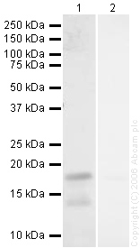 All lanes : Anti-Histone H3 antibody (ab16061) at 1 µg/mlLane 1 : Calf Thymus Histone Preparation Nuclear Lysate (ab121)Lane 2 : Calf Thymus Histone Preparation Nuclear Lysate (ab121) with Human Histone H3 peptide (ab12149) at 1 µg/mlLysates/proteins at 20 µg per lane.SecondaryGoat polyclonal to Chicken IgY (IRDyeTM 700DX) at 1/10000 dilutionPerformed under reducing conditions.