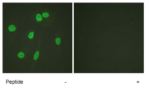 ab62706 at 1/500 - 1/1000 dilution staining Histone H3 in HeLa cells by Immunofluorescence, in the absence or presence of the immunising peptide.