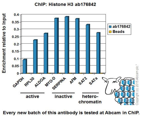 Chromatin was prepared from HeLa cells according to the Abcam X-ChIP protocol. Cells were fixed with formaldehyde for 10 minutes. The ChIP was performed with 25µg of chromatin, 2µg of ab176842 (blue), and 20µl of Protein A/G sepharose beads. No antibody was added to the beads control (yellow). The immunoprecipitated DNA was quantified by real time PCR (Taqman approach for active and inactive loci, Sybr green approach for heterochromatic loci). Primers and probes are located in the first kb of the transcribed region.