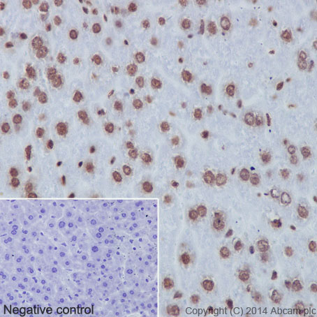 Immunohistochemical analysis of paraffin-embedded Mouse liver tissue labeling Histone H3 with ab176842 at 1/500 dilution, followed by Goat Anti-Rabbit HRP (IgG H&L) secondary antibody (ab97051) at 1/500 dilution. Nucleus staining on mouse liver tissue is observed. Counter stained with Hematoxylin.Negative control: Used PBS instead of primary antibody, secondary antibody Goat Anti-Rabbit IgG H&L (HRP) (ab97051) at 1/500 dilution.