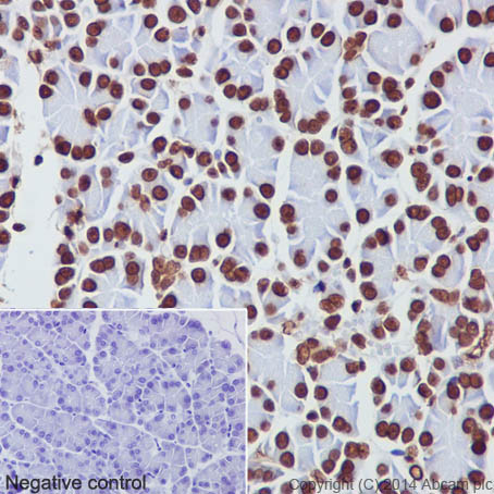 Immunohistochemical analysis of paraffin-embedded Rat pancreas tissue labeling Histone H3 with ab176842 at 1/500 dilution, followed by Goat Anti-Rabbit HRP (IgG H&L) secondary antibody (ab97051) at 1/500 dilution. Nucleus staining on rat pancreas tissue is observed. Counter stained with Hematoxylin.Negative control: Used PBS instead of primary antibody, secondary antibody Goat Anti-Rabbit IgG H&L (HRP) (ab97051) at 1/500 dilution.