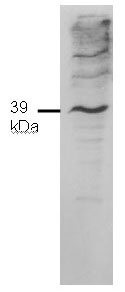 Anti-Mel18 antibody (ab16651) at 1 µg/ml + HeLa nuclear extract at 20 µg