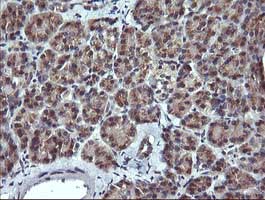 Immunohistochemical analysis of paraffin-embedded Human pancreas tissue labelling MelanA with ab140503 at 1/150 dilution.