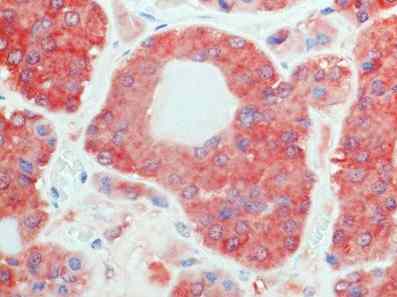 Immunohistochemical analysis of paraffin-embedded Human pituitary tissue labeling Melatonin Related Receptor with ab167108 at 5 µg/ml.