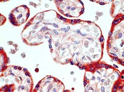 Immunohistochemical analysis of paraffin-embedded Human placenta tissue labeling Melatonin Related Receptor with ab167108 at 5 µg/ml.