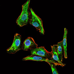 ab129373 at 1/200 dilution staining MELK (green) in HepG2 cells by immunofluorescence. DNA is stained with DRAQ fluorescent dye (blue) and actin filaments with Alexa Fluor-555 phalloidin (red).