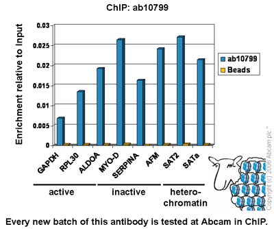 Chromatin was prepared from Hela cells according to the Abcam X-ChIP protocol. Cells were fixed with formaldehyde for 10min. The  ChIP was performed with 25µg of chromatin, 2µg of ab10799 (blue), and 20µl of Protein A/G sepharose beads. No antibody was added to the beads control (yellow). The immunoprecipitated DNA was quantified by real time PCR (Taqman approach for active and inactive loci, Sybr green approach for heterochromatic loci). Primers and probes are located in the first kb of the transcribed region.    