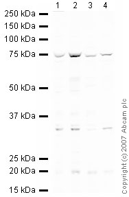 All lanes : Anti-Menin antibody - ChIP Grade (ab31902) at 1 µg/mlLane 1 : HeLa (Human epithelial carcinoma cell line) Whole Cell Lysate Lane 2 : Jurkat (Human T cell lymphoblast-like cell line) Whole Cell Lysate (ab7899)Lane 3 : A431 (Human epithelial carcinoma cell line) Whole Cell Lysate (ab7909)Lane 4 : HEK293 (Human embryonic kidney cell line) Whole Cell Lysate (ab7902)Lysates/proteins at 10 µg per lane.SecondaryIRDye 680 Conjugated Goat Anti-Rabbit IgG (H+L) at 1/15000 dilutionPerformed under reducing conditions.