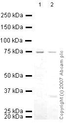 All lanes : Anti-Menin antibody - ChIP Grade (ab31902) at 1/250 dilutionLane 1 : MEF1 (Mouse embryonic fibroblast cell line) Whole Cell Lysate Lane 2 : PC12 (Rat adrenal pheochromocytoma cell line) Whole Cell Lysate Lysates/proteins at 10 µg per lane.SecondaryIRDye 680 Conjugated Goat Anti-Rabbit IgG (H+L) at 1/10000 dilutionPerformed under reducing conditions.