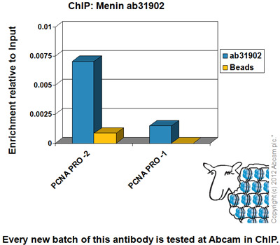 ChIP analysis of Menin along the PCNA promoter. High enrichment at PCNA PRO-2 and weak enrichment at PCNA PRO-1 is observed as previously described in literature.Chromatin was prepared from HeLa cells according to the Abcam X-ChIP protocol. Cells were fixed with formaldehyde for 10 minutes. The ChIP was performed with 25µg of chromatin, 5µg of ab31902 (blue), and 20µl of Protein A/G sepharose beads. No antibody was added to the beads control (yellow). The immunoprecipitated DNA was quantified by real time PCR (Sybr green approach). Primers are located in the first kb of the transcribed region.