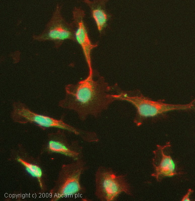 ICC/IF image of ab31902 stained MCF7 cells. The cells were 4% PFA fixed (10 min) and then incubated in 1%BSA / 10% normal goat serum / 0.3M glycine in 0.1% PBS-Tween for 1h to permeabilise the cells and block non-specific protein-protein interactions. The cells were then incubated with the antibody (ab31902, 1µg/ml) overnight at +4°C. The secondary antibody (green) was Alexa Fluor® 488 goat anti-rabbit IgG (H+L) used at a 1/1000 dilution for 1h. Alexa Fluor® 594 WGA was used to label plasma membranes (red) at a 1/200 dilution for 1h. DAPI was used to stain the cell nuclei (blue) at a concentration of 1.43µM.